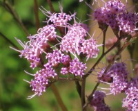 backyard wildlife 037.jpg